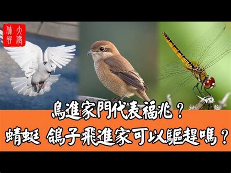 鳥死在家門口